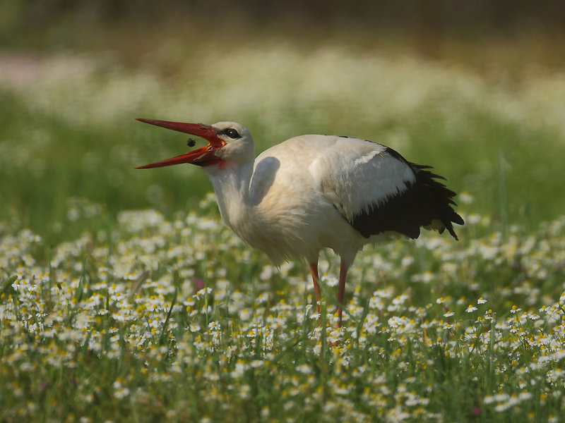 White Stork (Ciconia ciconia) 