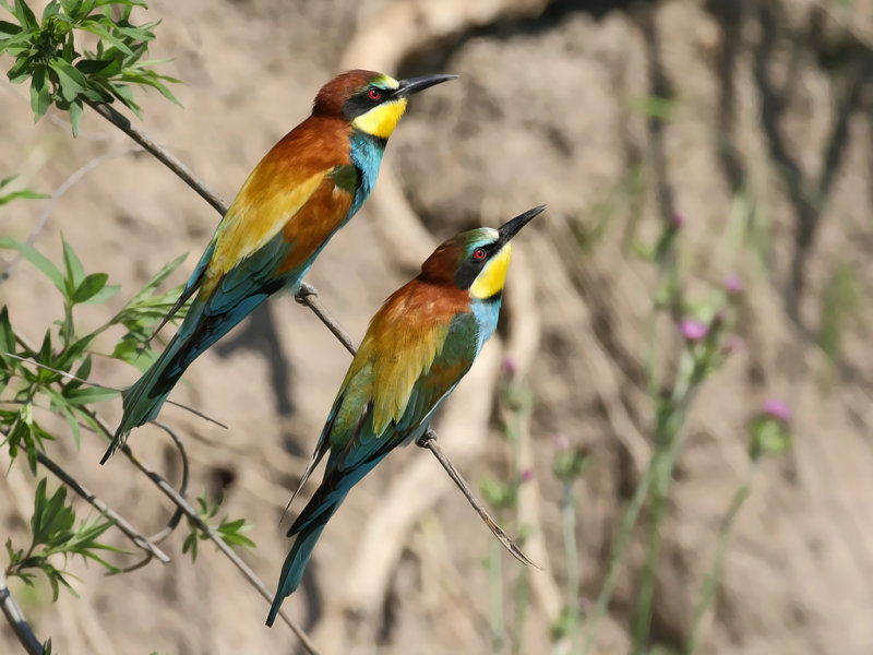 European Bee-eater (Merops apiaster) 
