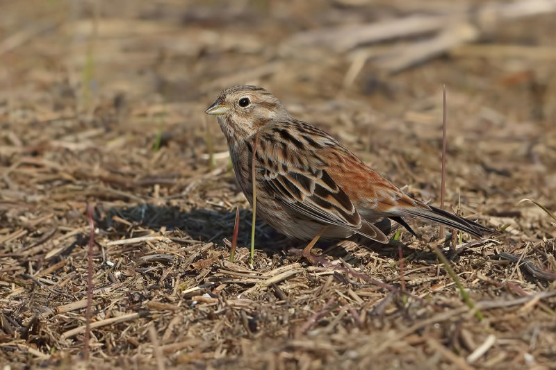 Pine Bunting (Emberiza leucocephalos)