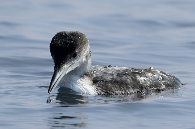 Great Northern Diver aka Common Loon (Gavia immer)