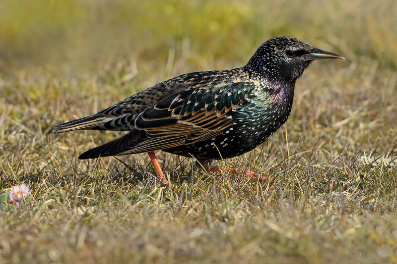 European Starling (Sturnus vulgaris)