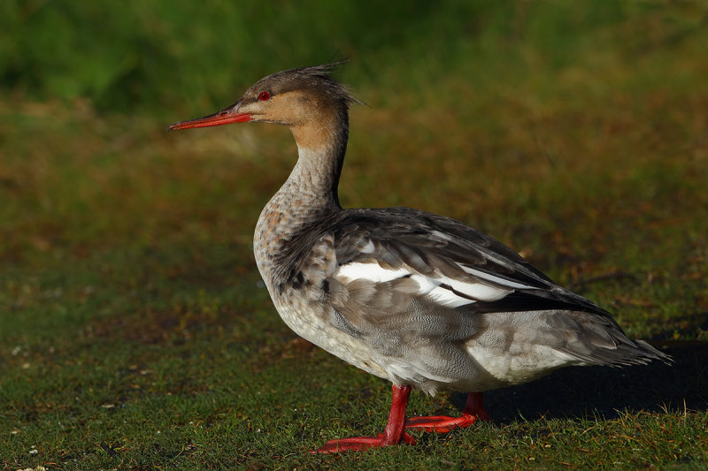 Red-breasted Merganser (Mergus serrator)