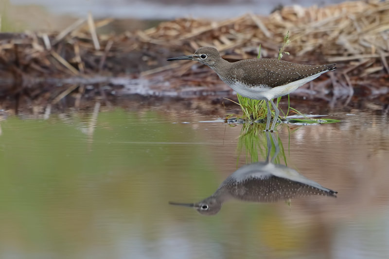 Green Sandpiper (Tringa ochropus) 