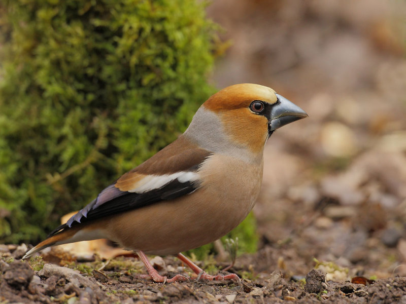 Hawfinch (Coccothraustes coccothraustes) 