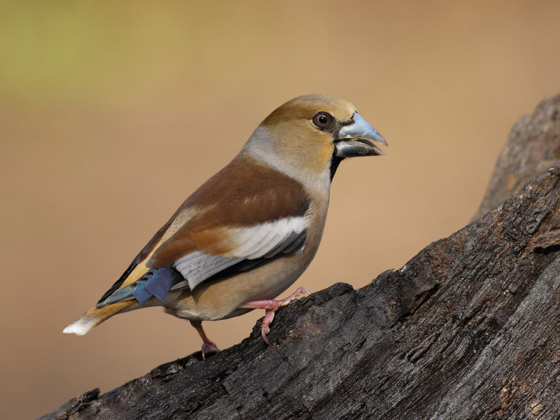 Hawfinch (Coccothraustes coccothraustes) 