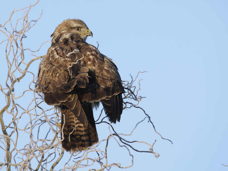 Common Buzzard (Buteo buteo) 