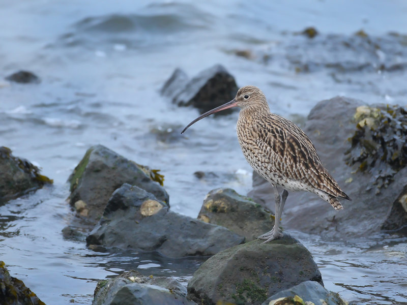 Curlew (Numenius arquata)