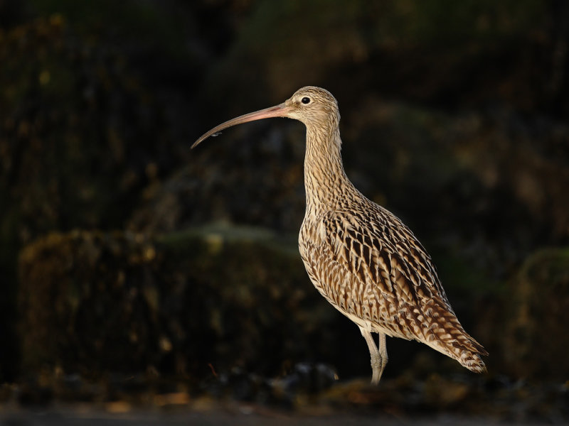 Curlew (Numenius arquata)