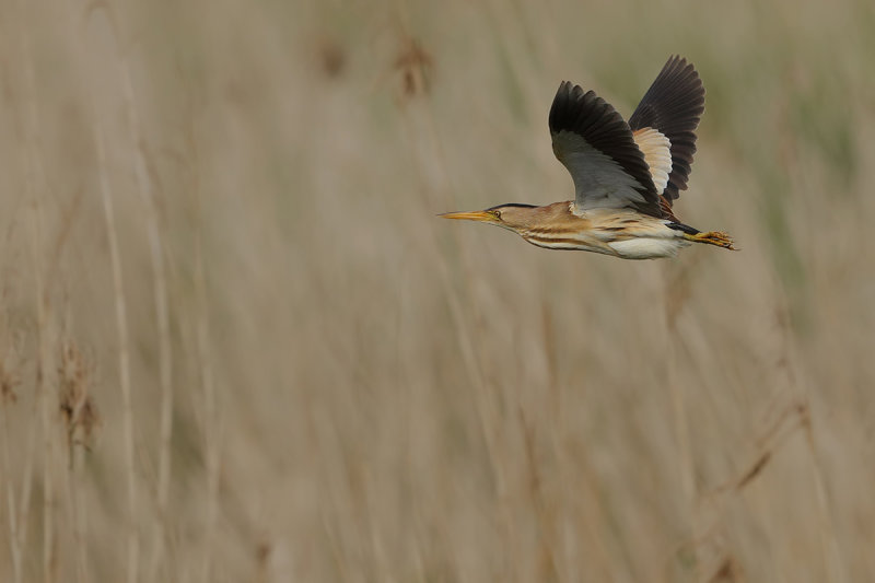 Little Bittern (Ixobrychus minutus) 