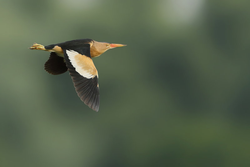 Little Bittern (Ixobrychus minutus) 