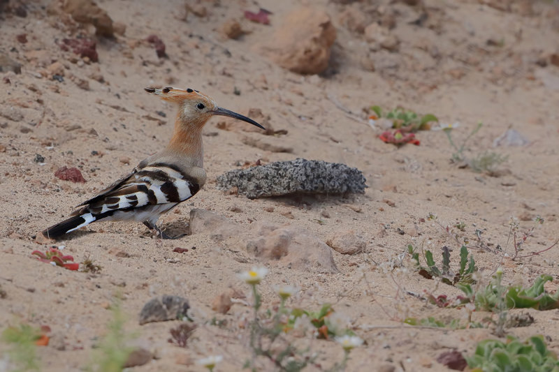 Hoopoe (Upupa epops)