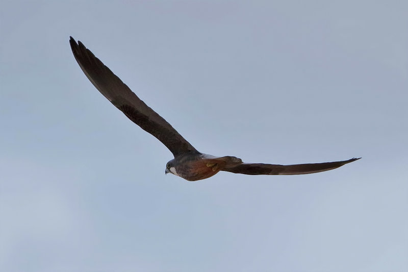 Eleonora's Falcon (Falco eleonorae)