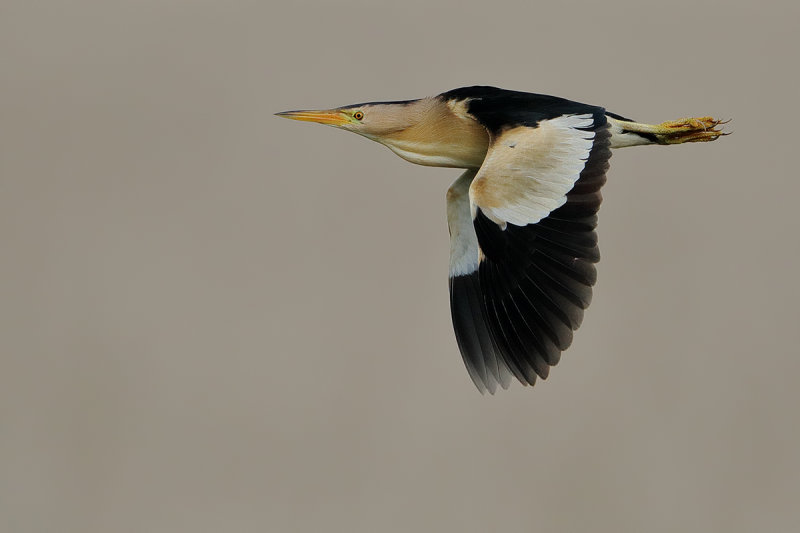 Little Bittern (Ixobrychus minutus) 