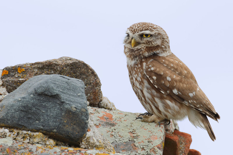 Little Owl (Athene noctua)