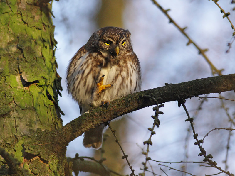 Eurasian Pygmy Owl (Glaucidium passerinum) 