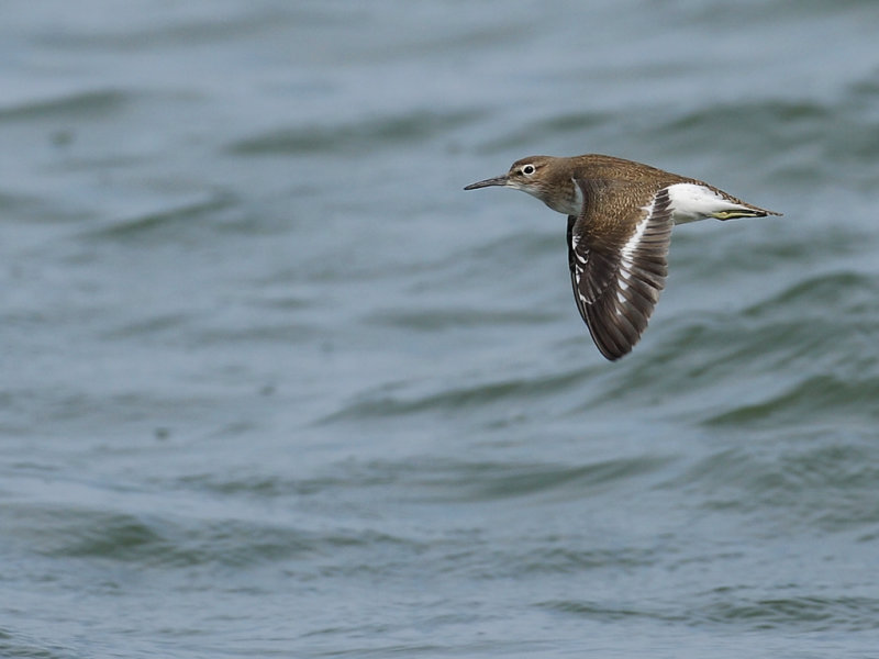 Common Sandpiper (Actitis hypoleucos)