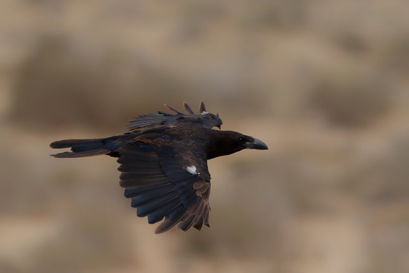 Northern Raven (Corvus corax ssp.tingitanus)