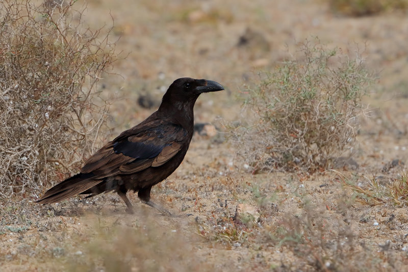 Northern Raven (Corvus corax ssp.tingitanus)