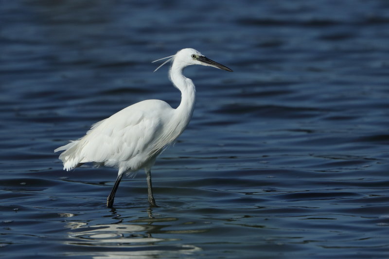 Little Egret (Egretta garzetta)