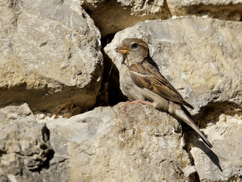 House Sparrow (Passer domesticus)