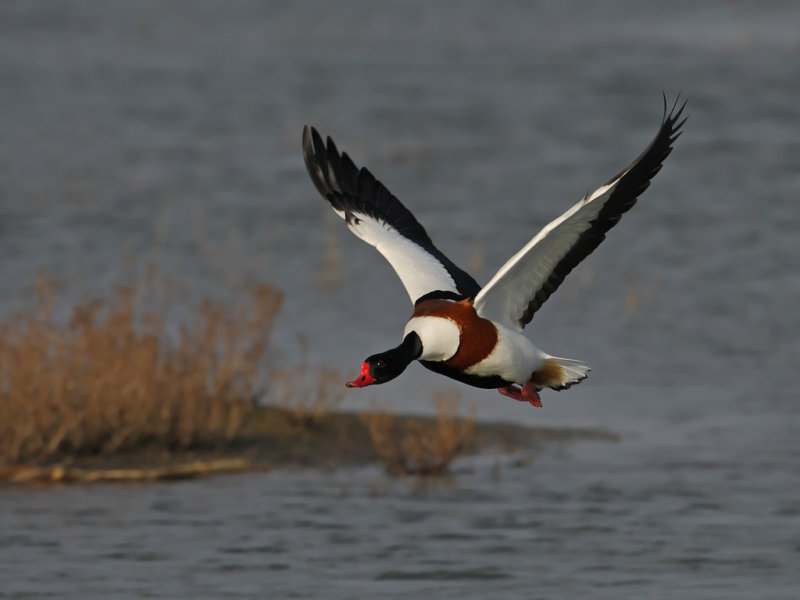 Common Shelduck (Tadorna tadorna)