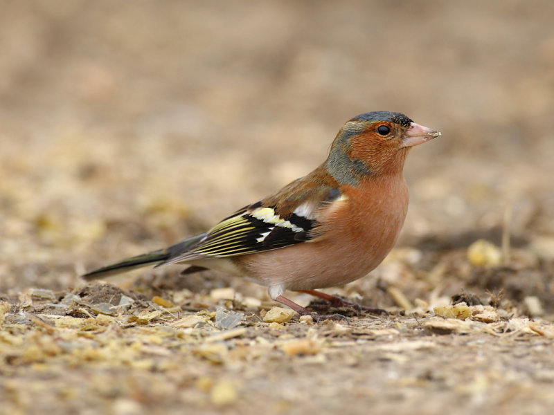 Common Chaffinch (Fringilla coelebs) 
