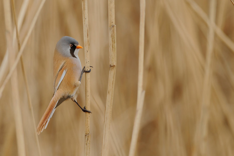 Bearded Reedling (Panurus biarmicus)