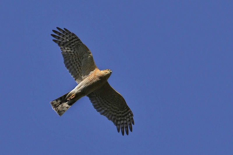 Eurasian Sparrowhawk (Accipiter nisus)