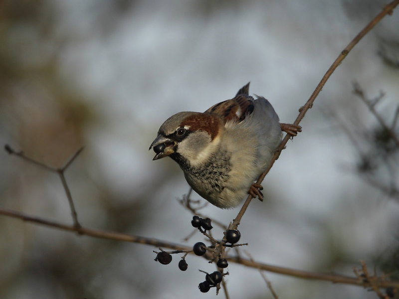 House Sparrow (Passer domesticus)