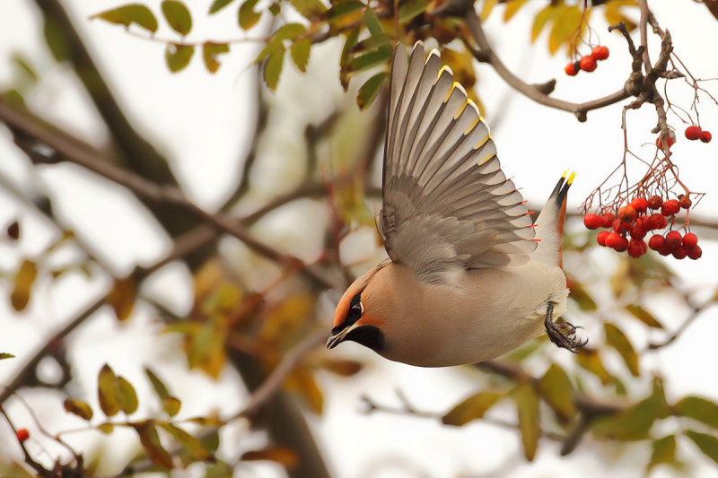Bohemian Waxwing (Bombycilla garrulus)
