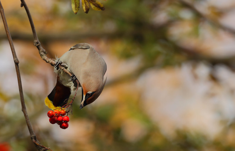 Bohemian Waxwing (Bombycilla garrulus)