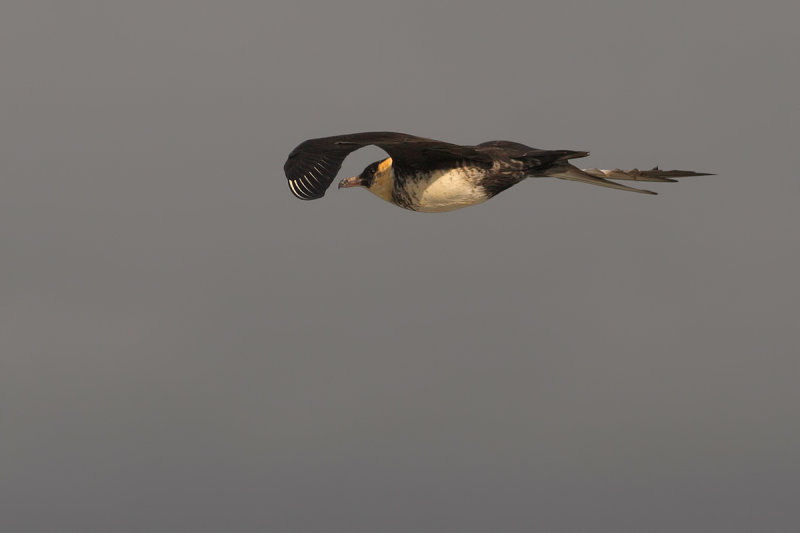 Pomarine Skua (Stercorarius pomarinus)