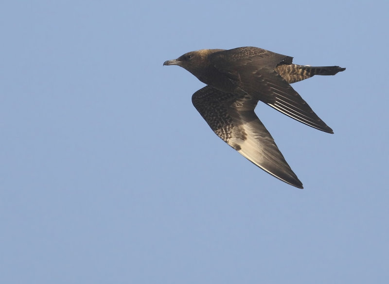 Pomarine Skua (Stercorarius pomarinus)