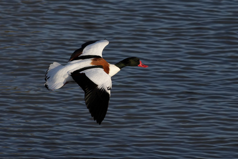 Common Shelduck (Tadorna tadorna)