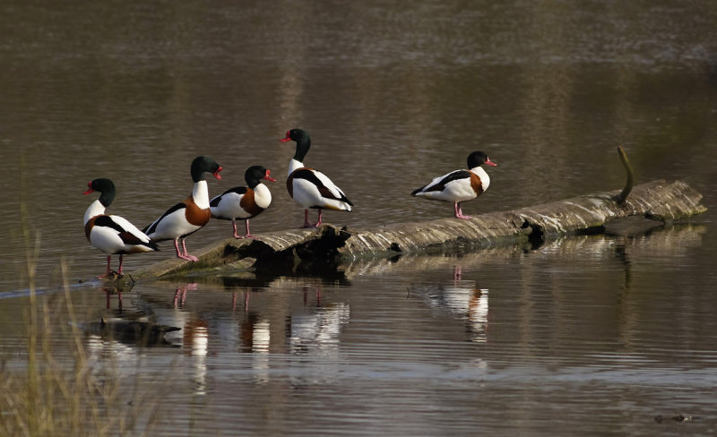 Common Shelduck (Tadorna tadorna)