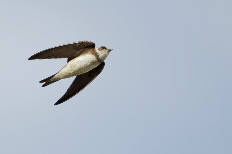 Sand Martin (Riparia riparia)
