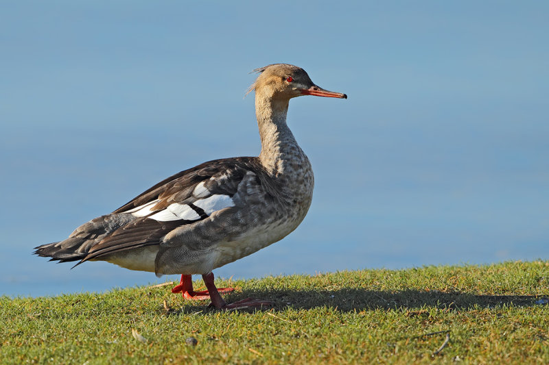 Red-breasted Merganser (Mergus serrator)