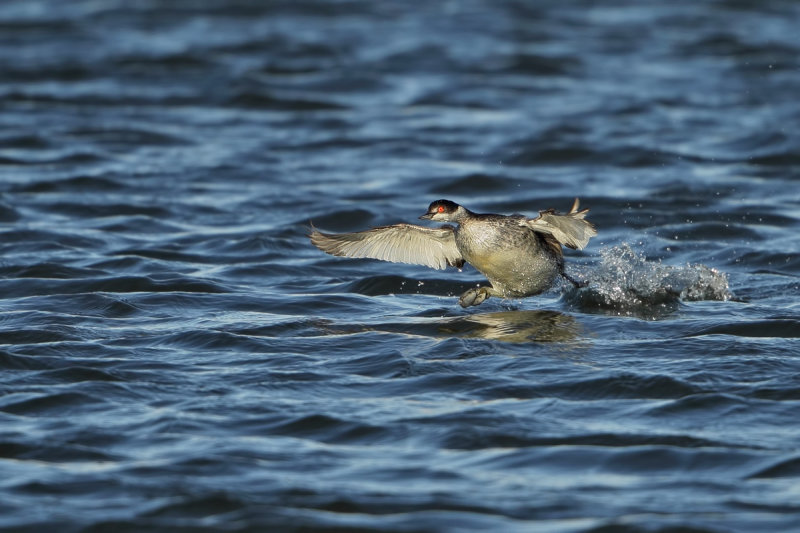 Black-necked Grebe (Podiceps nigricollis)