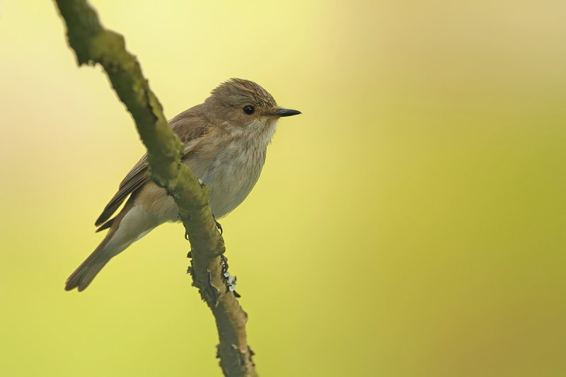 Spotted flycatcher (Muscicapa striata)