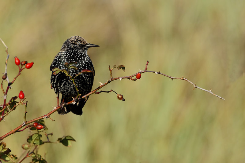 European Starling (Sturnus vulgaris)