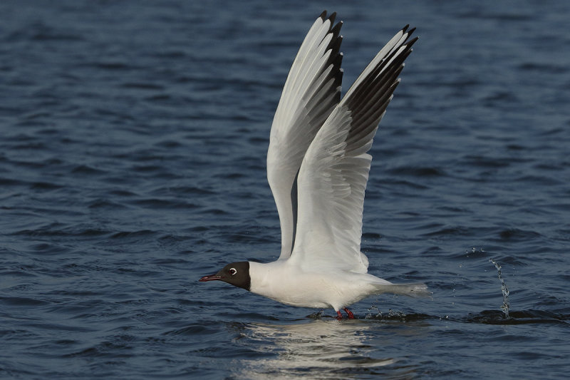 Black-headed Gull (Chroicocephalus ridibundus)