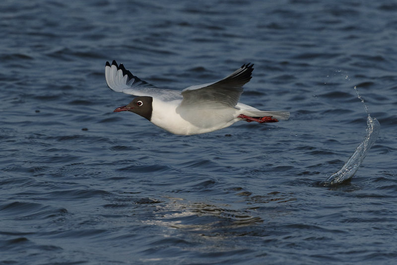 Black-headed Gull (Chroicocephalus ridibundus)