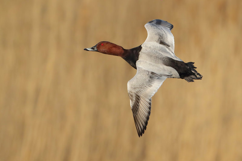 Common Pochard (Aythya ferina) 