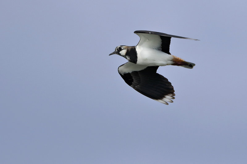 Northern Lapwing (Vanellus vanellus)