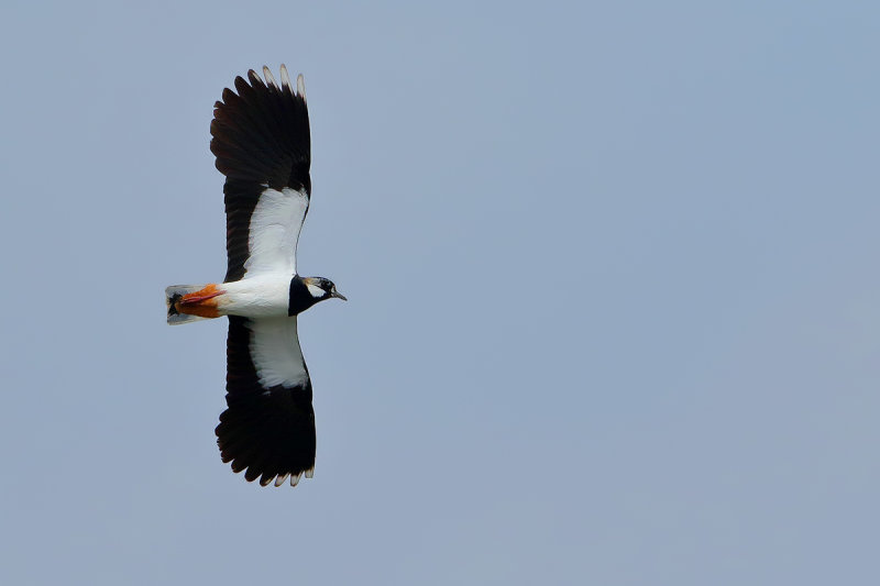 Northern Lapwing (Vanellus vanellus)