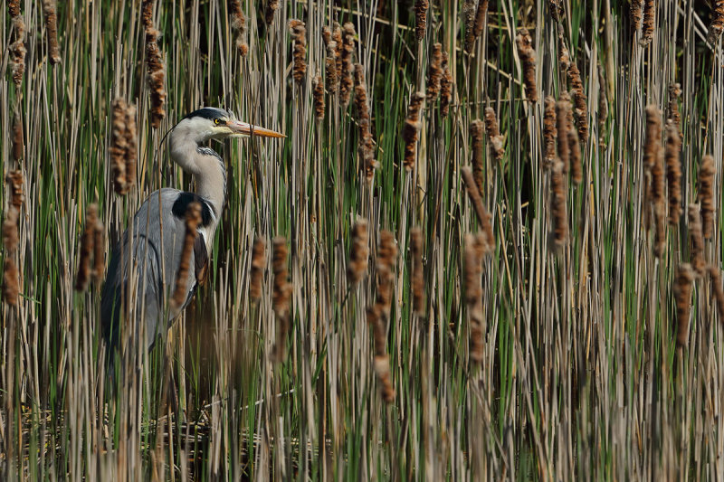 Grey Heron (Ardea cinerea)