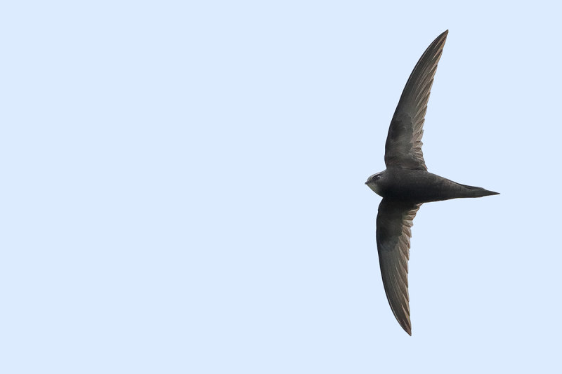 Common Swift (Apus apus) 