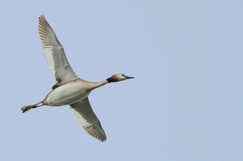 Great Crested Grebe (Podiceps cristatus)