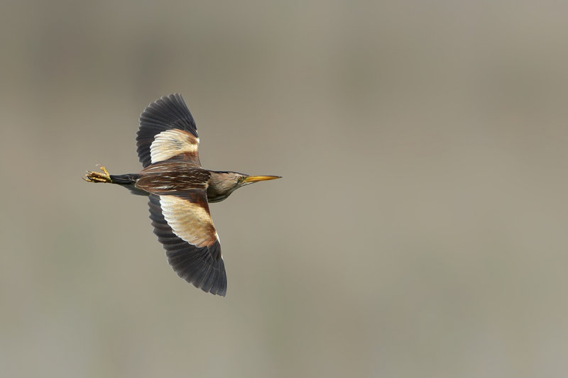 Little Bittern (Ixobrychus minutus) 