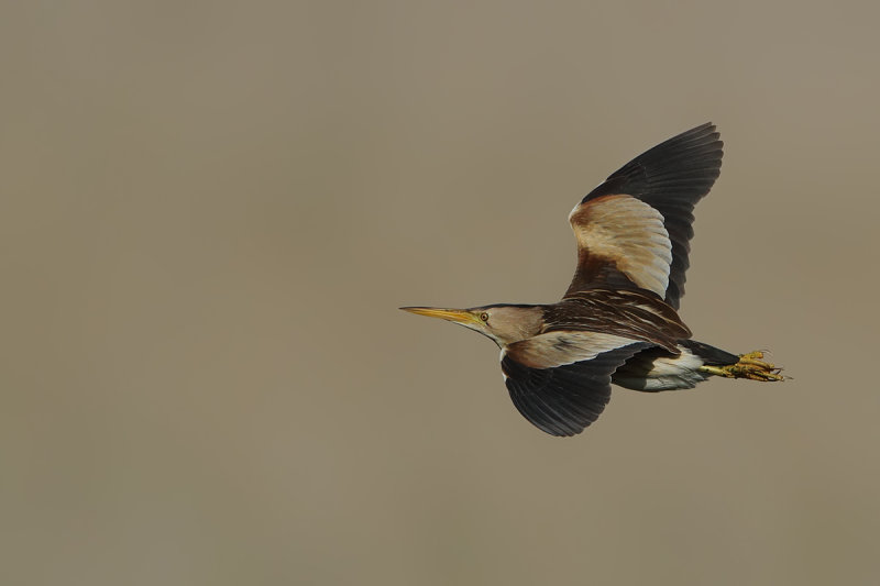 Little Bittern (Ixobrychus minutus) 